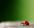Schorsing, disciplinaire straffen & ontslag