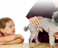 Doorstroomopleiding Dierenartsassistent