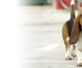 Het verzorgen van uw hond